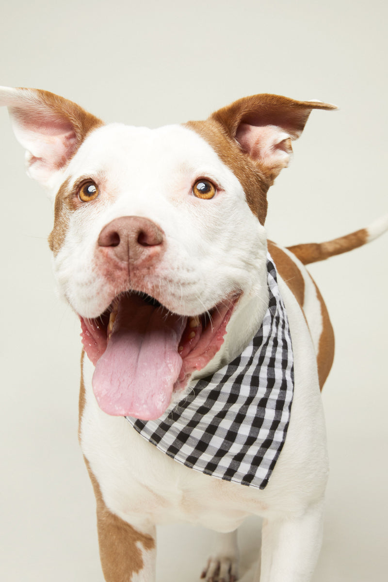 Black and white sales dog bandana