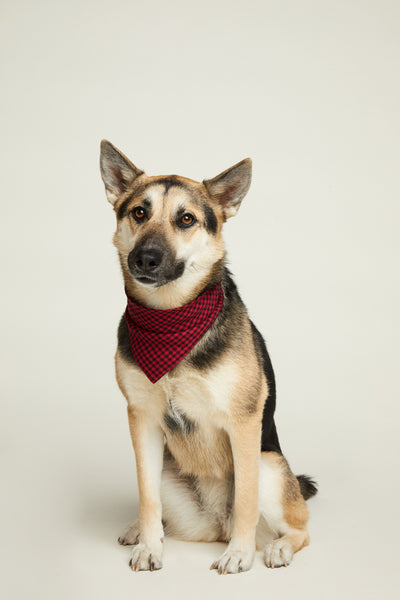 Red & Black Checkered Dog Bandana