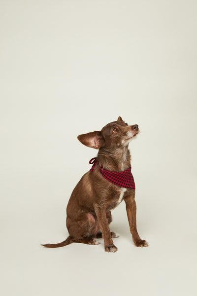 Red & Black Checkered Dog Bandana